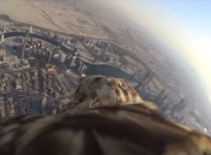imperial-eagle-flying-off-of-burj-khalifa