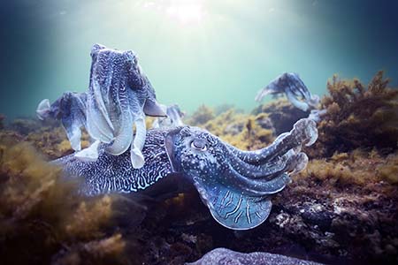 BBC Earth expands in MENA with launch on beIN platform