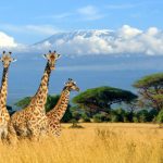 Travel Africa Network to launch HD channel via Hotbird
