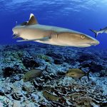 Nat Geo Abu Dhabi offers six original shows for SharkFest 2020