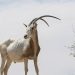 Emirates Airlines to air nature documentaries for inflight passengers