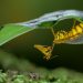 EBS introduces ‘Insects, Geniuses of Strategy’