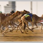The crystal ball and camel trail leading to increased sports streaming piracy