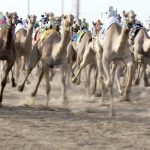 WAM releases documentary ‘Camel Race Secrets’
