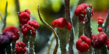 Netflix and Spielberg present new ‘Life on Our Planet’ documentary