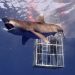 Discovery Channel’s ‘Shark Week’ returns with John Cena as host
